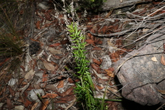 Zieria laxiflora