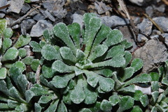 Saxifraga cochlearis