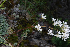 Saxifraga cochlearis