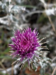 Cirsium occidentale