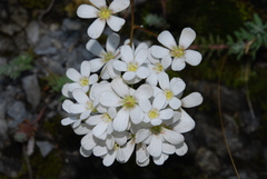 Saxifraga cochlearis