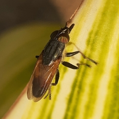 Idiella