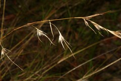 Themeda triandra