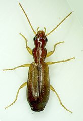 Paradromius linearis