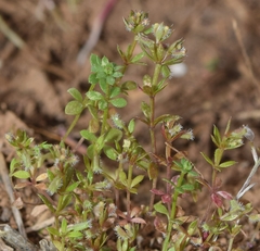 Galium murale