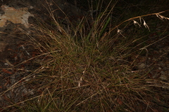 Themeda triandra