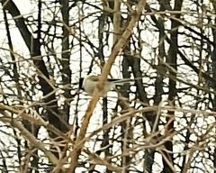 Poecile palustris