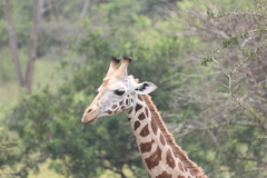 Giraffa camelopardalis rothschildi