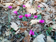 Cyclamen coum
