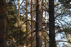Dendrocopos major