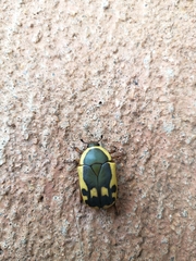 Pachnodella impressa