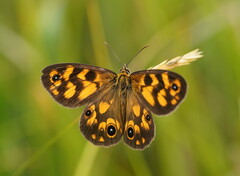 Heteronympha cordace