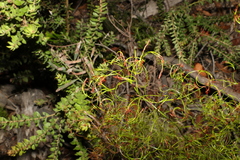 Caustis flexuosa