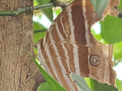 Amathusia phidippus