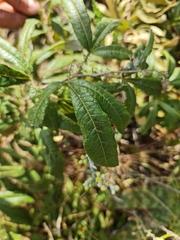Searsia discolor