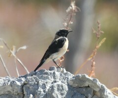 Oenanthe melanoleuca