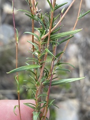 Prismatocarpus