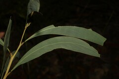 Acacia falcata