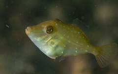 Scobinichthys granulatus