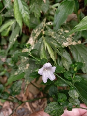 Strobilanthes flexicaulis