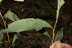 Acacia falcata