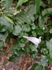 Strobilanthes flexicaulis