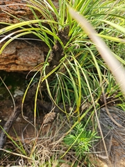 Xerophyta retinervis