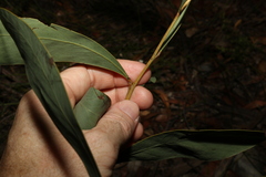 Acacia falcata