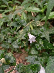 Strobilanthes flexicaulis