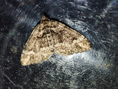 Catarhoe basochesiata