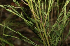 Bossiaea heterophylla