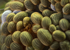 Phlyctenactis tuberculosa