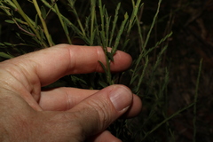 Bossiaea heterophylla