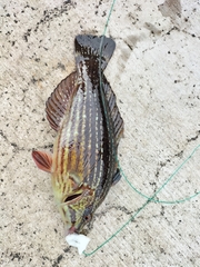 Notolabrus inscriptus