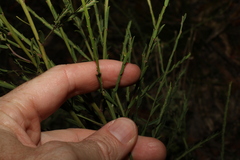 Bossiaea heterophylla
