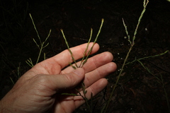 Bossiaea heterophylla