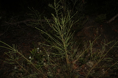 Bossiaea heterophylla