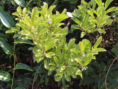 Dendrotrophe varians