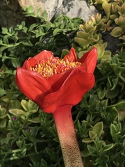 Haemanthus coccineus