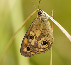 Heteronympha cordace