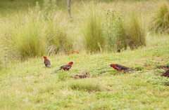Platycercus elegans elegans
