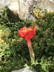 Haemanthus coccineus