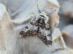 Biston strataria