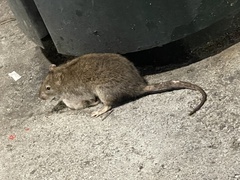 Rattus norvegicus