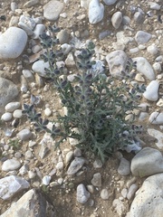 Salvia tomentosa