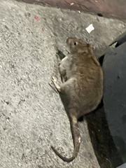 Rattus norvegicus