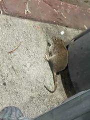 Rattus norvegicus