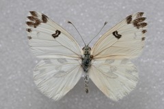 Pontia chloridice