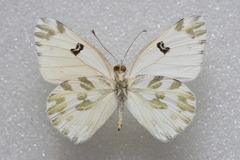 Pontia chloridice