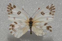 Pontia chloridice